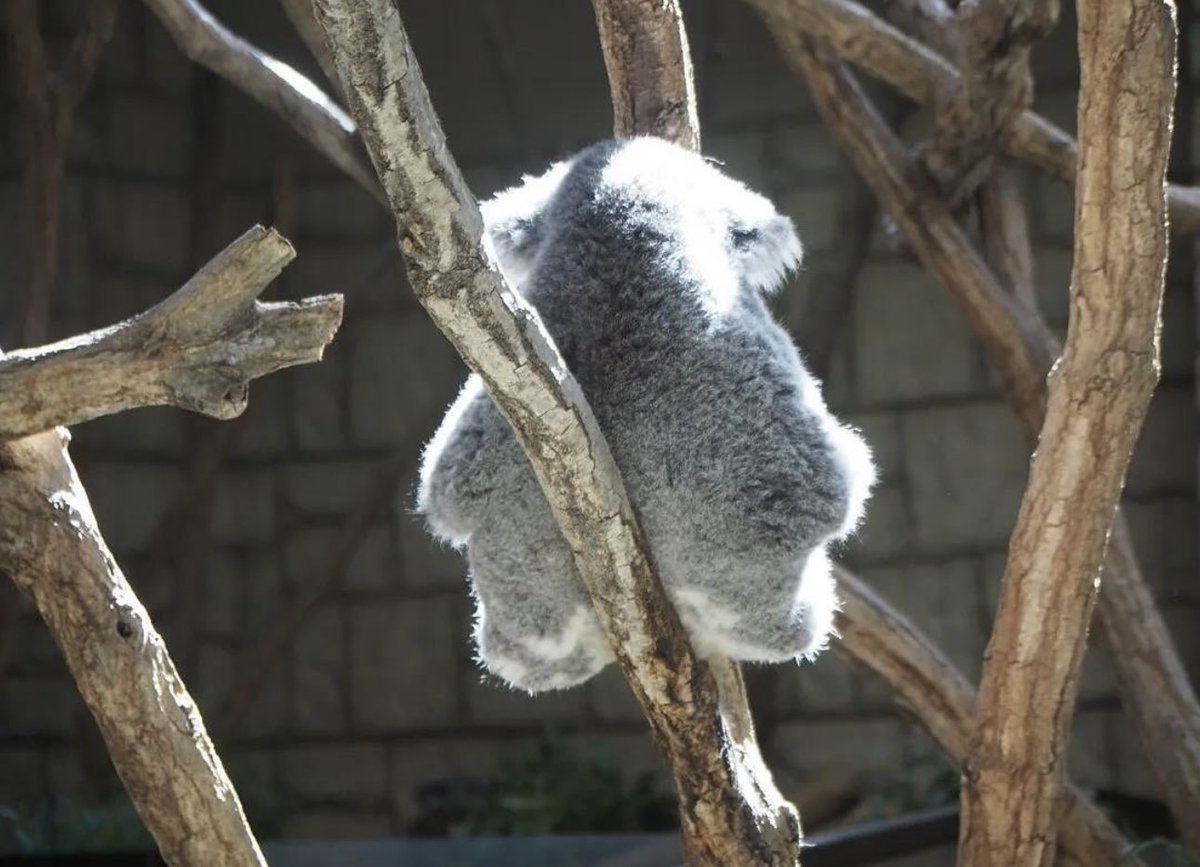 hopes_revenge's tweet image. ⭐️