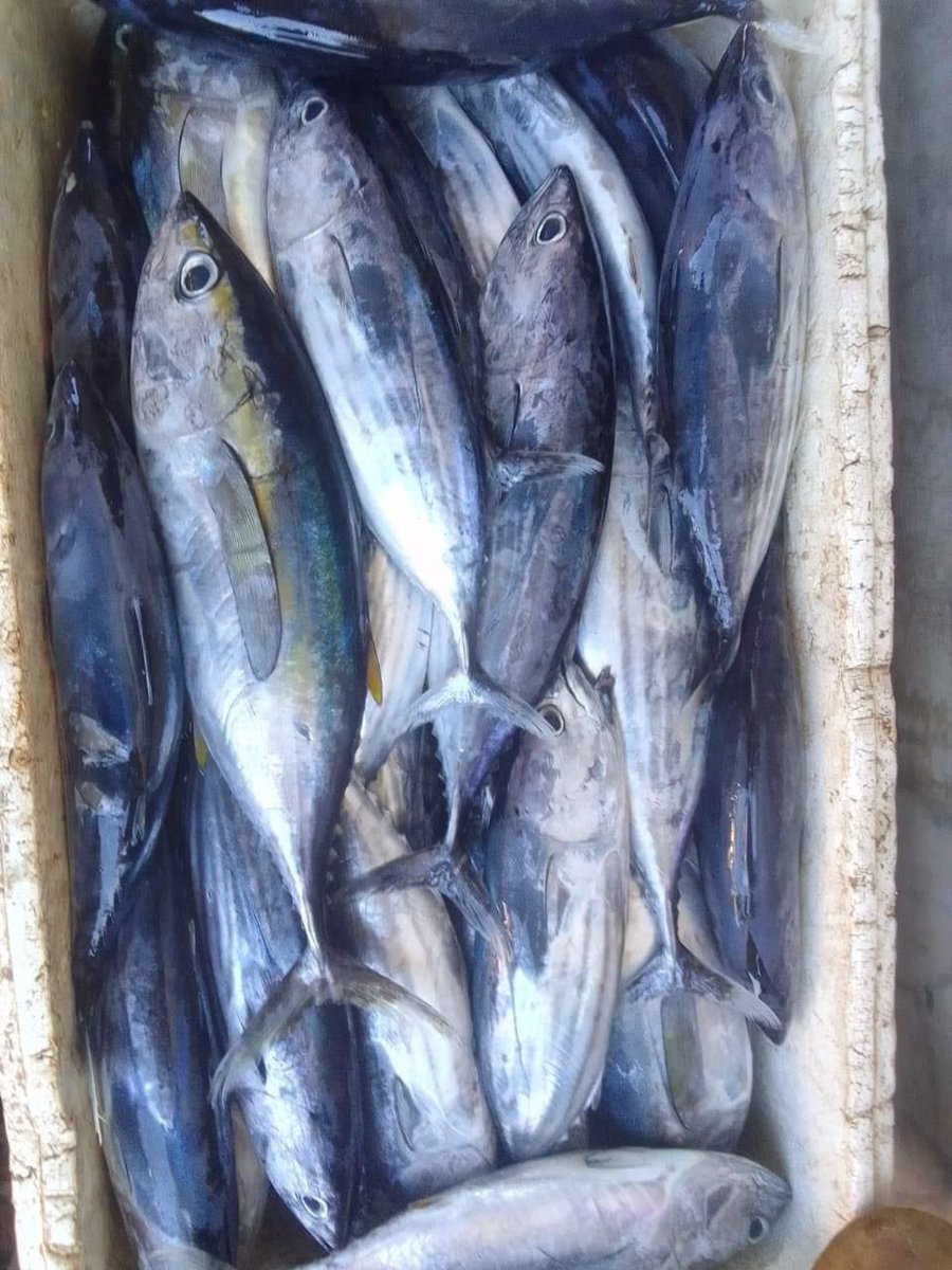 EtangoSandra's tweet photo. Selasa (28/11), Sandra Etango, Luhkan Kab. Boalemo, di Pelaku Utama (Sarpan Nento) Ds.Tapadaa, melaporkan tangkapan Ikan Tuna Ekor Kuning, dengan alat tangkap pancing, 24/11/2024 sebanyak 100kg, harga jual 25.000/kg
#GiatLuhkanSatminkalBitung
#LuhkanBoalemo 
#Tangkap https://t.co/GdOgvd7F2a