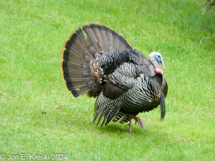 Jon_Kreski's tweet photo. Happy Thanksgiving everyone!  Thankful for all my friends and followers on Facebook and Instagrm and X!  Stay safe on the roads.  Lake effect snows are predicted to start ramping up Thursday afternoon and continue for a week! https://t.co/q0DejCzufF