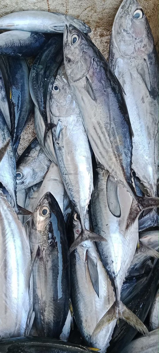 EtangoSandra's tweet photo. Selasa (28/11), Sandra Etango, Luhkan Kab. Boalemo, di Pelaku Utama (Warce Doe) Ds.Tutulo, melaporkan tangkapan Ikan cakalang, dengan alat tangkap pancing, 24/11/2024 sebanyak 100kg, harga jual 35.000/kg
#GiatLuhkanSatminkalBitung
#LuhkanBoalemo 
#Tangkap https://t.co/Nq7Kl0itVR