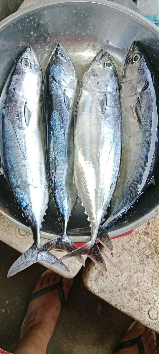 EtangoSandra's tweet photo. Selasa (28/11), Sandra Etango, Luhkan Kab. Boalemo, di Pelaku Utama (Warce Doe) Ds.Tutulo, melaporkan tangkapan Ikan cakalang, dengan alat tangkap pancing, 24/11/2024 sebanyak 100kg, harga jual 35.000/kg
#GiatLuhkanSatminkalBitung
#LuhkanBoalemo 
#Tangkap https://t.co/Nq7Kl0itVR