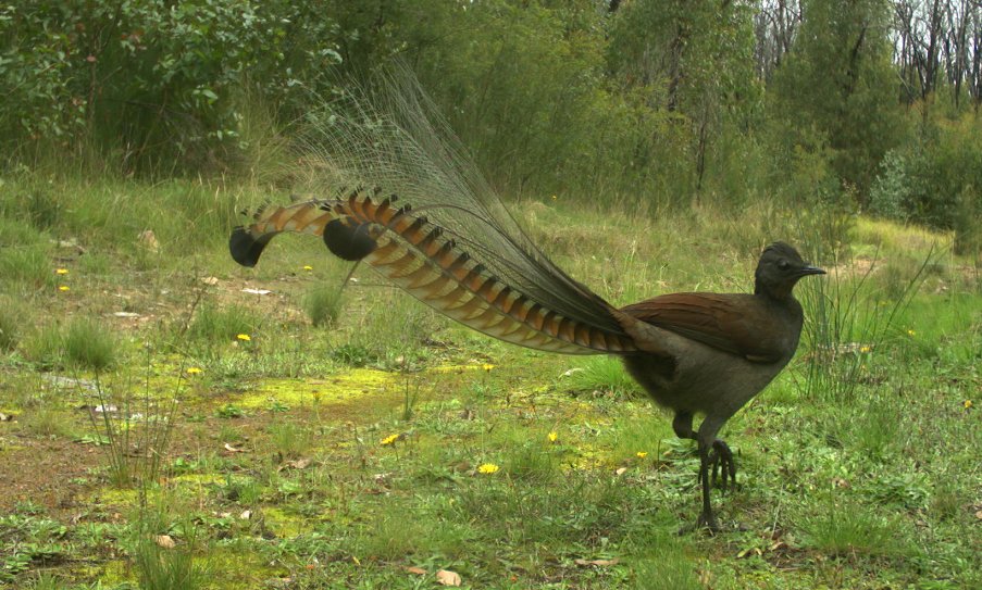 DingoResearch's tweet photo. Still not extinct. #lyrebird #postfire #cameratrapping https://t.co/pwR9A1ejdG