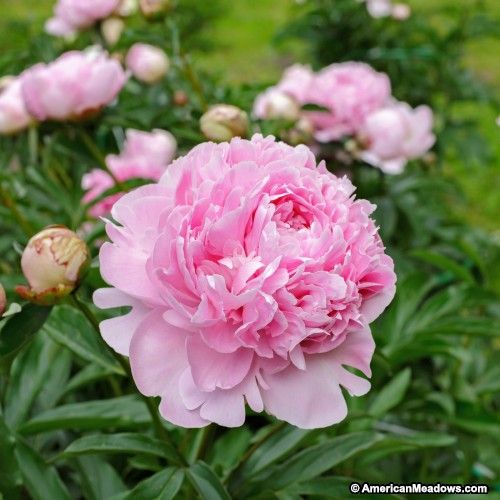 titas9653's tweet photo. 🦋M🦋B🦋
Lovely's flowers 🫒🪷
#Grandyflora #PEONIAS** https://t.co/lS5Fvufmx7