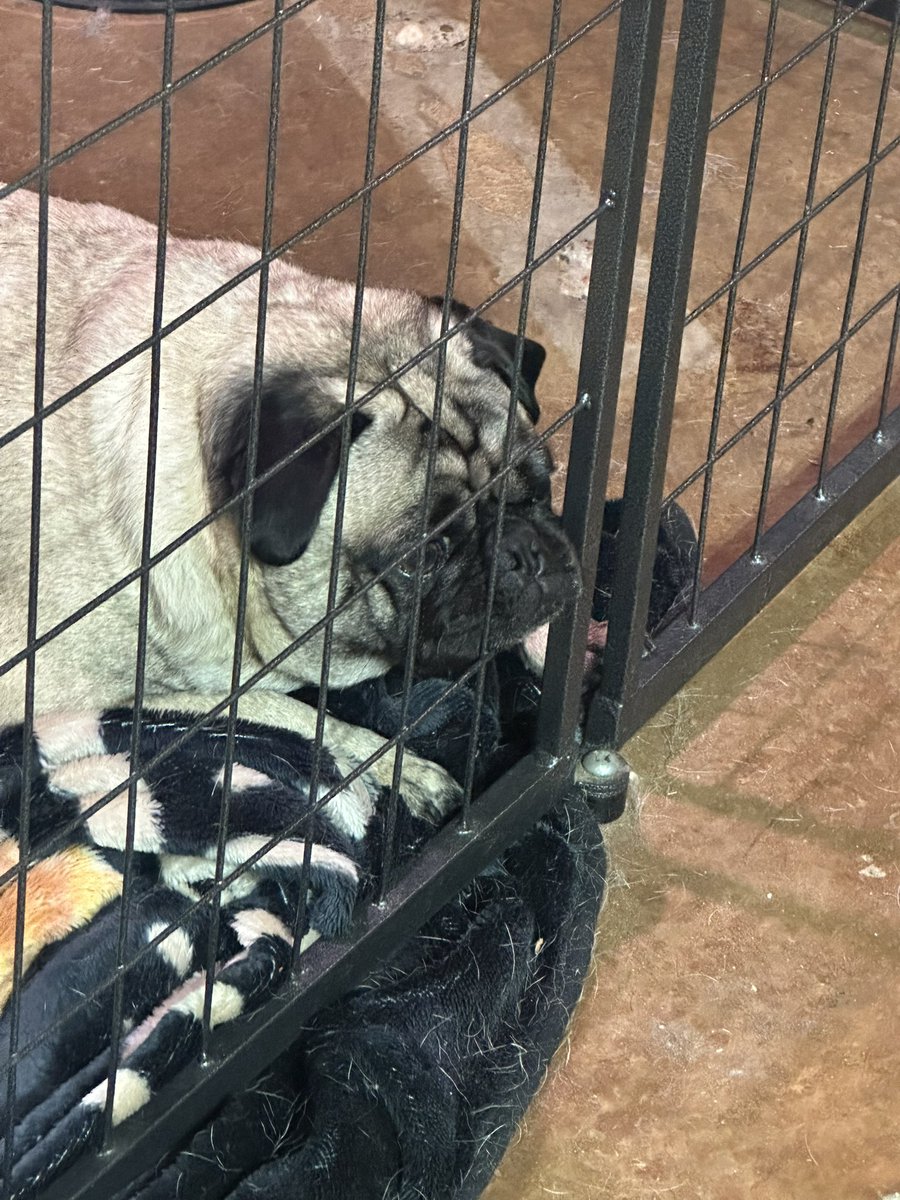 MrsGrayMarlin2's tweet photo. #pugtalk A3) Totally a drink with zero caffeine 😂 We’ll, #LuceeThePug could use a little pep sometimes, but if the others calmed down a bit, they wouldn’t have to be in the kennel when we leave! https://t.co/2JRPIAWjSu