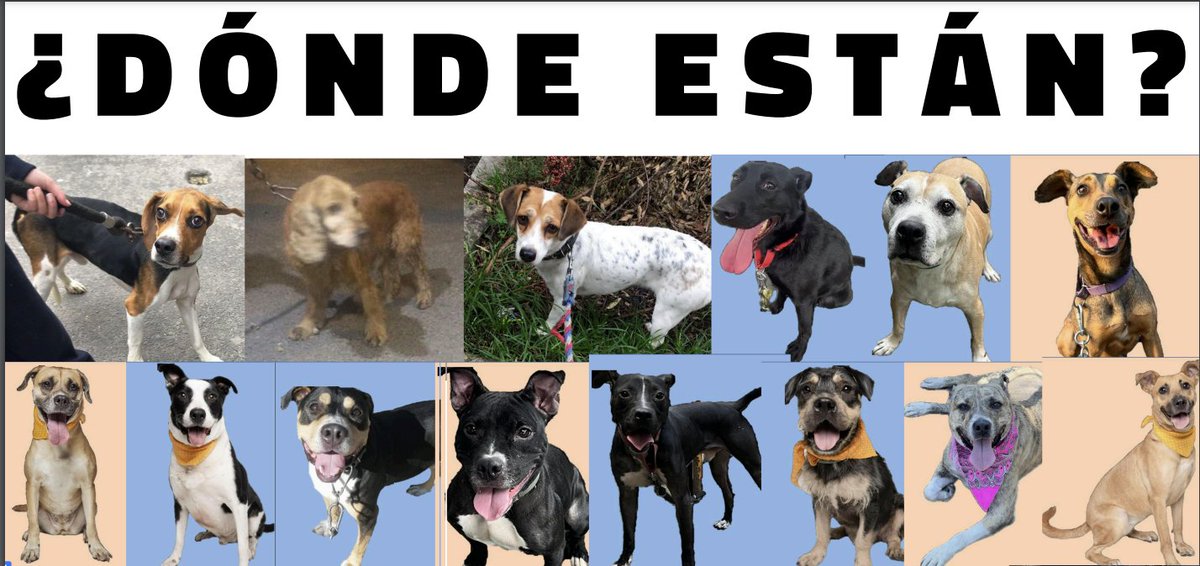 Nancy Manzo. (@nancymanzo_) on Twitter photo 1/ 🐾 Ayer clausuraron un refugio con violencia.
En la Narvarte, el "Albergue en busca de un hogar" lleva dos décadas rescatando y dando refugio a perros y gatos.
La solución no es desmantelarlo, sino fortalecerlo.
<a href="/LuisMendozaBJ/">Luis Mendoza Acevedo</a> <a href="/Jualicra/">Julia Álvarez Icaza Ramírez</a> <a href="/AgatanCdmx/">Agencia de Atención Animal</a> <a href="/AnaJVillagran/">Ana J Villagrán</a> <a href="/PAOTmx/">PAOT</a> 1/ 🐾 Ayer clausuraron un refugio con violencia.
En la Narvarte, el "Albergue en busca de un hogar" lleva dos décadas rescatando y dando refugio a perros y gatos.
La solución no es desmantelarlo, sino fortalecerlo.
<a href="/LuisMendozaBJ/">Luis Mendoza Acevedo</a> <a href="/Jualicra/">Julia Álvarez Icaza Ramírez</a> <a href="/AgatanCdmx/">Agencia de Atención Animal</a> <a href="/AnaJVillagran/">Ana J Villagrán</a> <a href="/PAOTmx/">PAOT</a>
