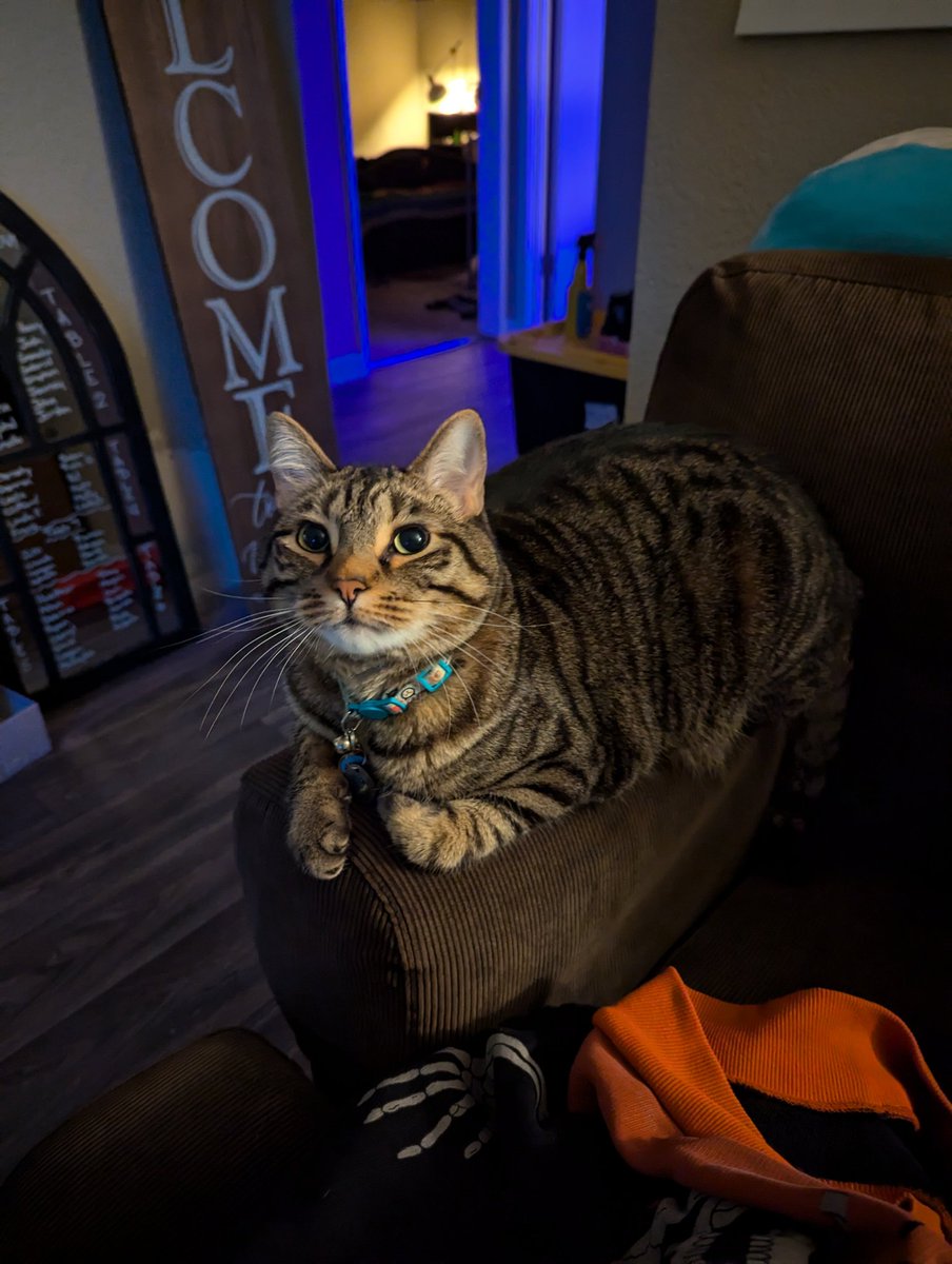 zxchowens's tweet photo. Mr. Tater is ready for thanksgiving! https://t.co/1ZJukb5Mrp