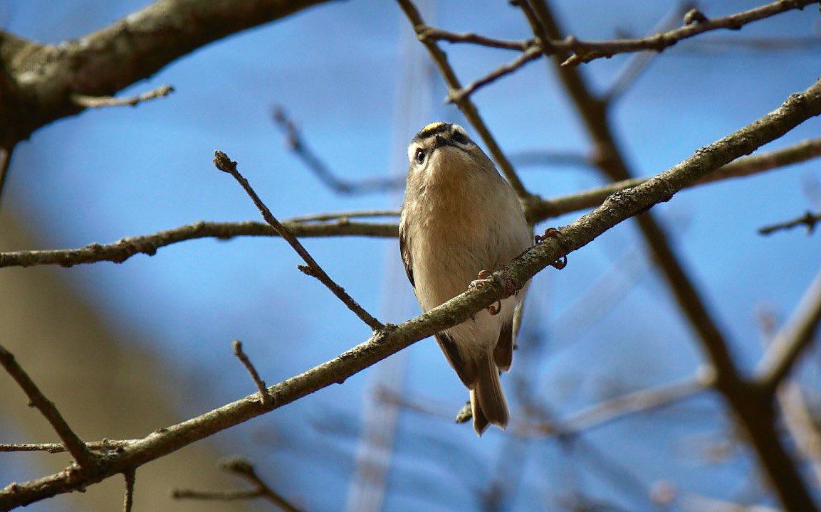 Finally!! I got some nice birdie shots today! My favorite little golden crowned kinglet was nice and low today!!