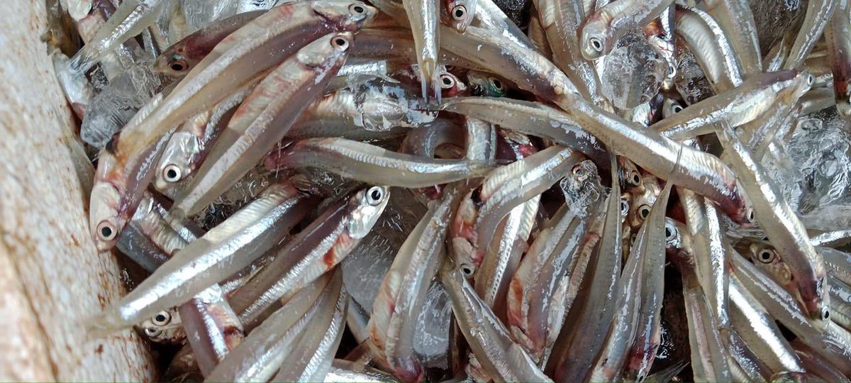 EtangoSandra's tweet photo. Selasa (28/11), Sandra Etango, Luhkan Kab. Boalemo, di Pelaku Utama (Opan Djafar) Ds.Tutulo, melaporkan tangkapan Ikan teri, dengan alat tangkap pukat, 24/11/2024 sebanyak 50kg, harga jual 8.000/kg
#GiatLuhkanSatminkalBitung
#LuhkanBoalemo 
#Tangkap https://t.co/sVOBJrPRgg