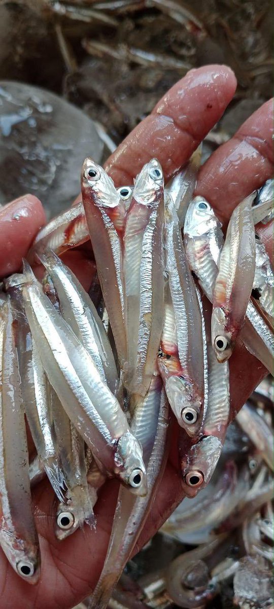 EtangoSandra's tweet photo. Selasa (28/11), Sandra Etango, Luhkan Kab. Boalemo, di Pelaku Utama (Opan Djafar) Ds.Tutulo, melaporkan tangkapan Ikan teri, dengan alat tangkap pukat, 24/11/2024 sebanyak 50kg, harga jual 8.000/kg
#GiatLuhkanSatminkalBitung
#LuhkanBoalemo 
#Tangkap https://t.co/sVOBJrPRgg
