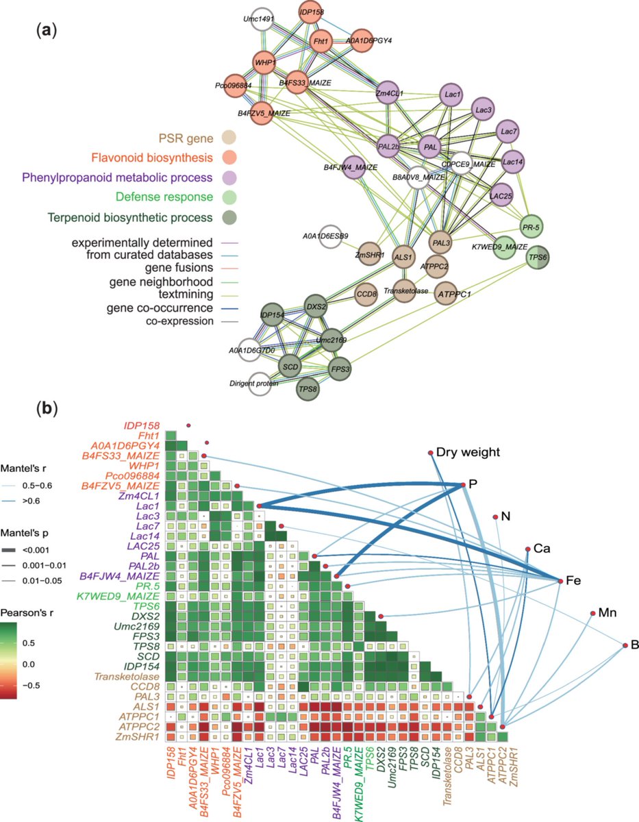 Root System & Rhizosphere tweet media