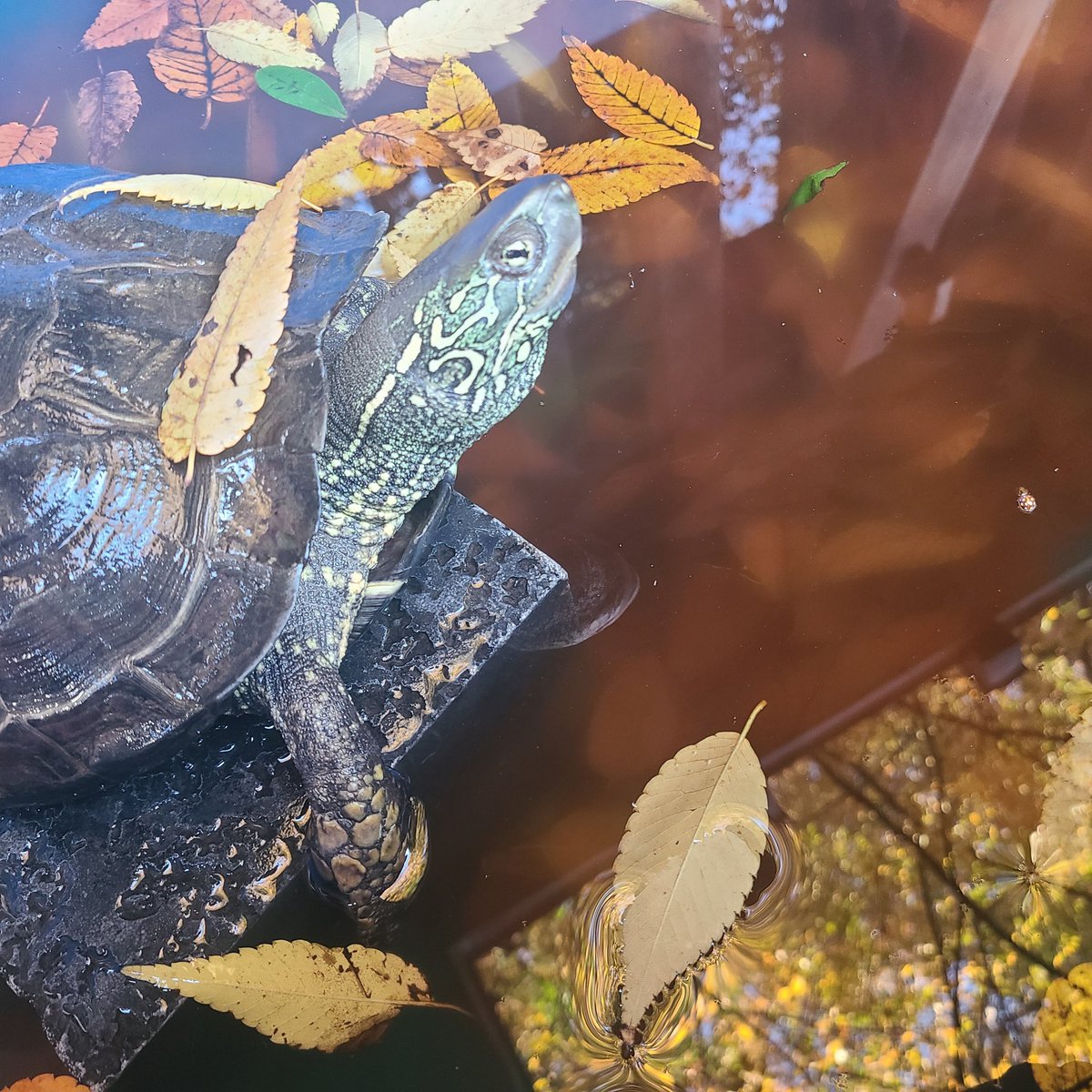 みんな久しぶり🐢

昨日から少ーしだけ緩まったかな？🐢
落ち葉がたくさん落ちてきて綺麗🍁⠜
お掃除は大変みたいだけど🍂
そろそろ冬眠準暇しないとなぁ…🐢