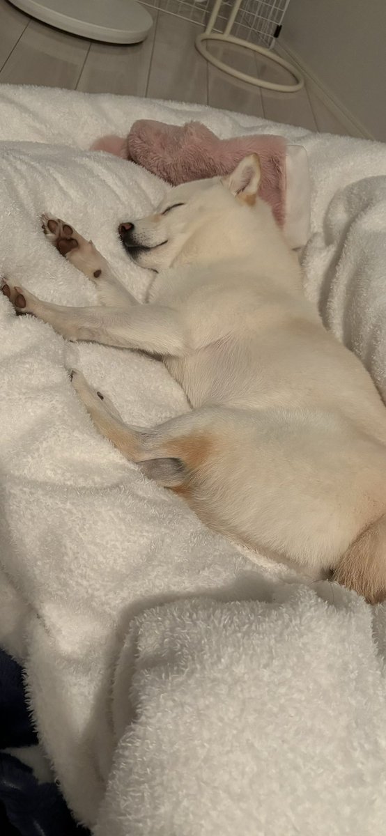 こんなに安心して寝てくれてありがとう