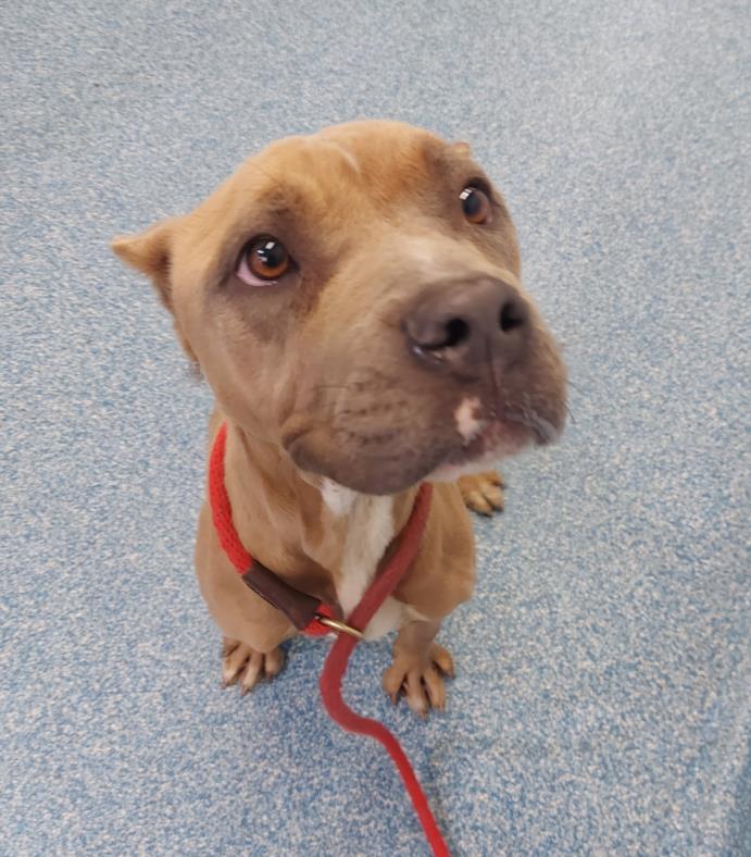 PetfindToronto's tweet image. #MARKHAM #MILNER  Pls RT2unite #FOUND #DOG- 25-Nov-24 #Toronto Animal Services A0994807 #EAST 416-338-7539 TAN #AMERBULLDOG #CHINESESHARPEI F/1.6Yr