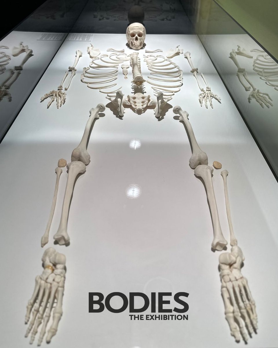 This Thanksgiving, while enjoying your meal, remember to give a nod to the bones that support every step! 🦴🍁

The skeletal system is more than just structure—uncover its fascinating role. #ThankYourBody

Curious to explore? 🔍 Click bodieslasvegas.com for details!