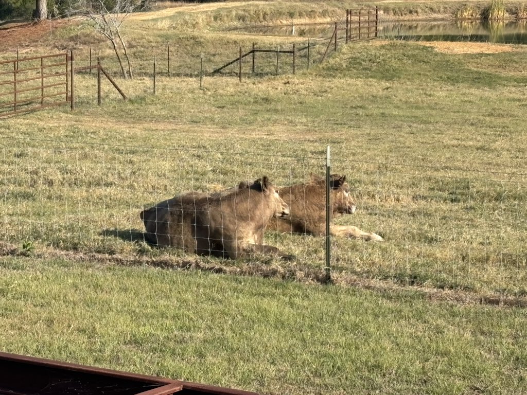 ShayneBates's tweet photo. SLEEPING STEAKS
Such a great life at TBR. Eat, sleep and play then repeat!

They have great hearing too. Quietly opened the door for a second pic and they sat upright! https://t.co/o5ryGMvzwS