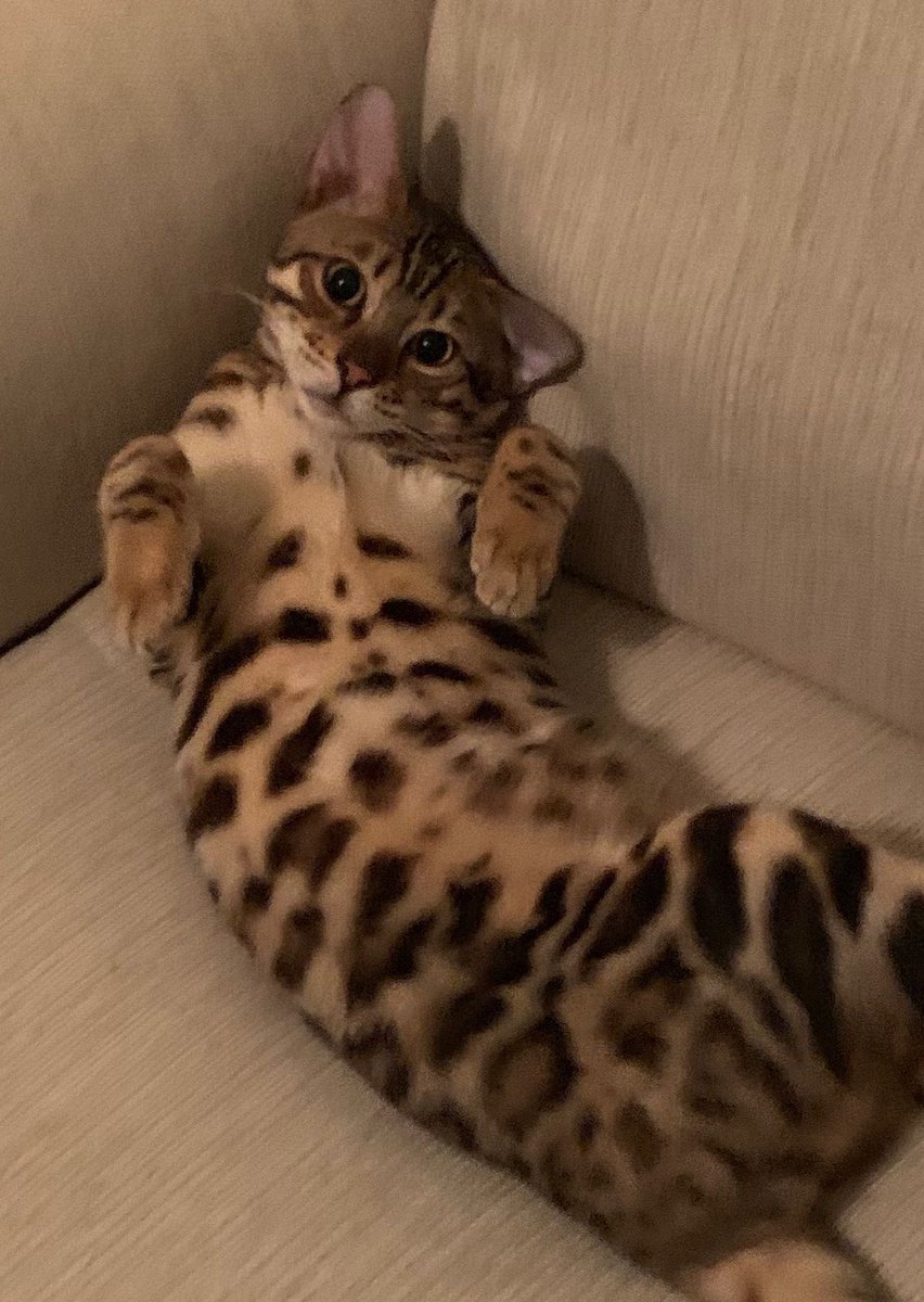 nao se enganem pela cara de coitado