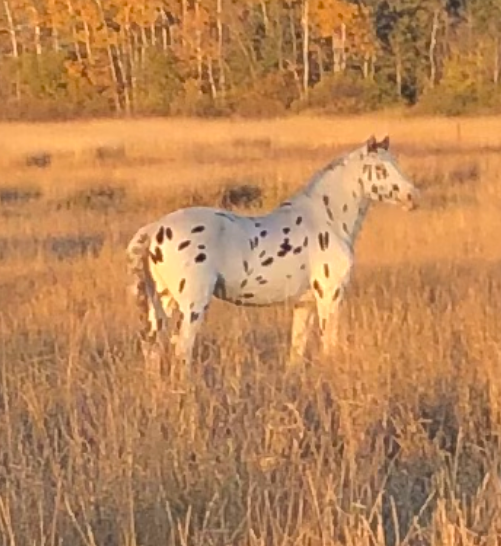 What is the average gestation period for a female horse?