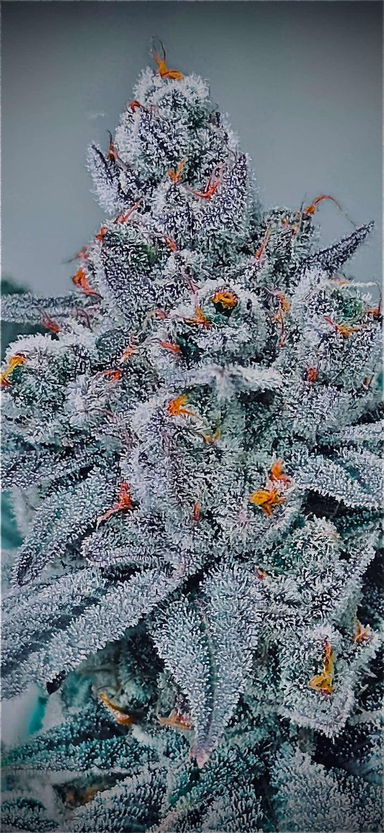 PStarseed420's tweet image. Pulse
Purple Hindu Kush x Runtz 
@Biggiestashjar killed it this run! 
This lineage is something special! Have a great weekend all! 🙂💚🤙