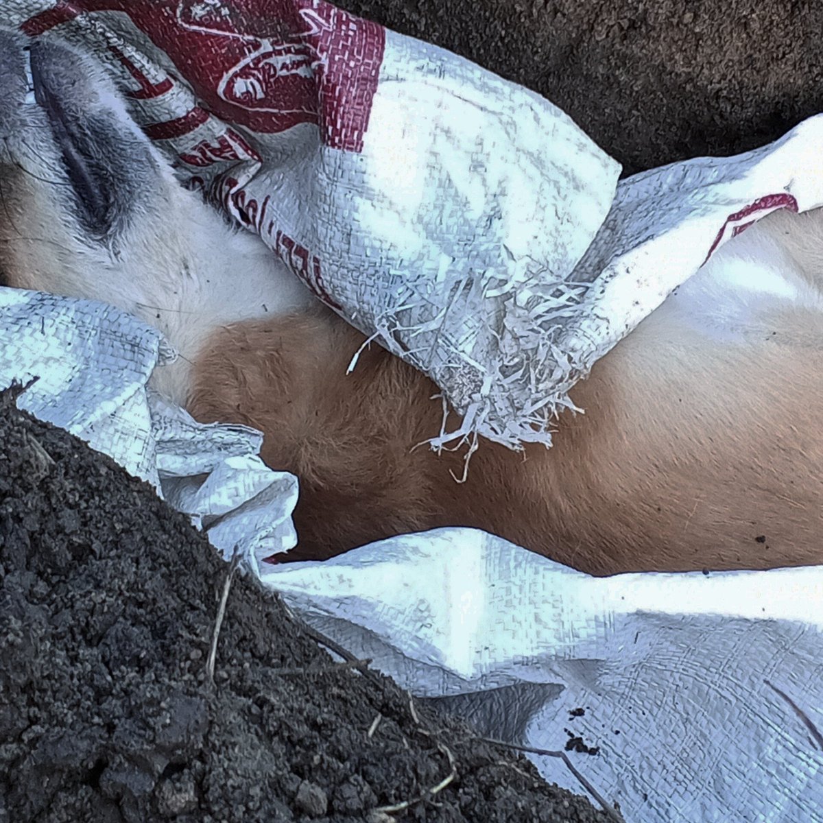 drippinchacha's tweet photo. Hampir gak sanggup mau ngomong apa lagi karena belum ada satu bulan😔💔

Rest in peace, Noname sayang❤️ Udah gak sakit lagi ya cantik🥹 Titip salam kami buat Monchis ya sayang🤍 https://t.co/Hu6IAkJzNM