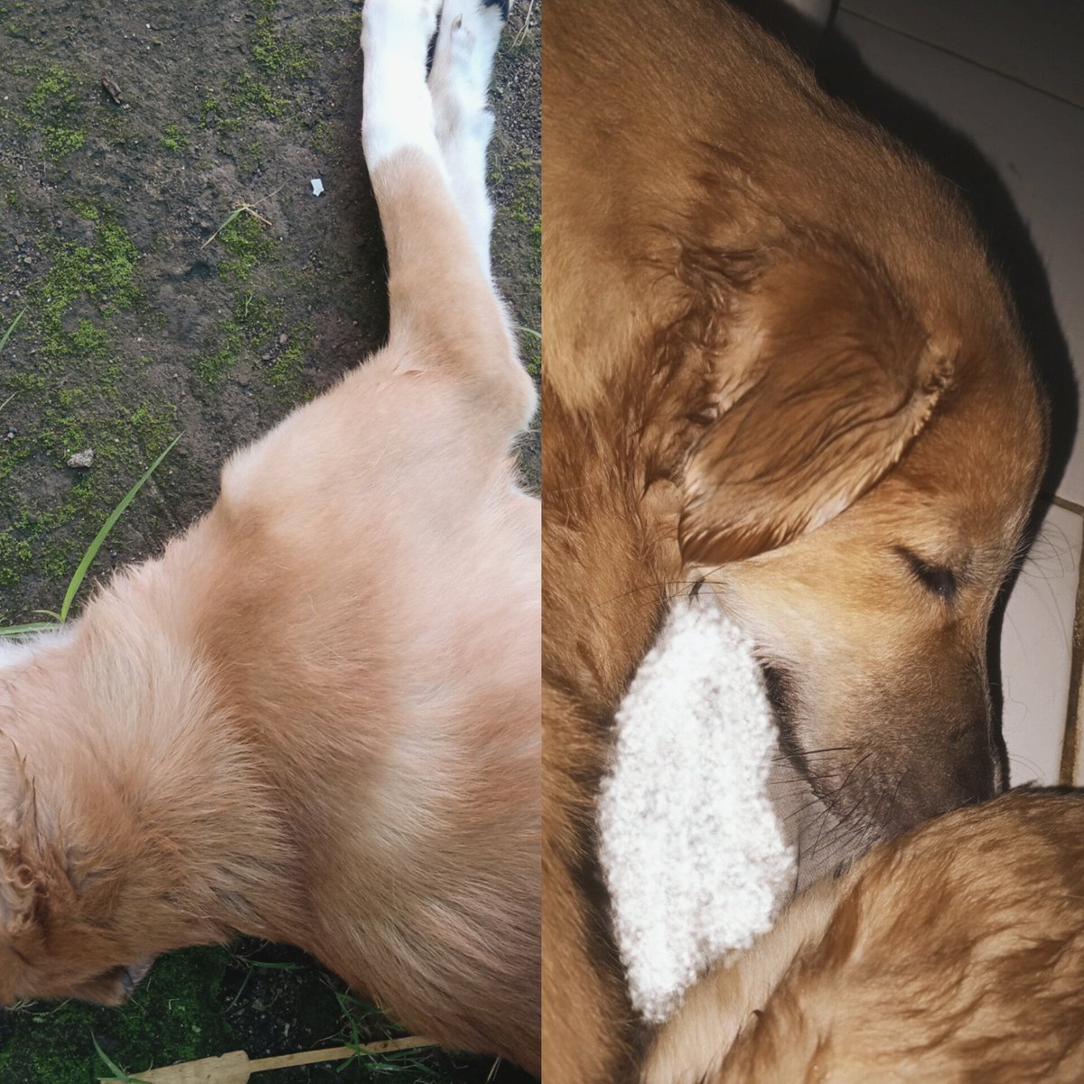 drippinchacha's tweet photo. Hampir gak sanggup mau ngomong apa lagi karena belum ada satu bulan😔💔

Rest in peace, Noname sayang❤️ Udah gak sakit lagi ya cantik🥹 Titip salam kami buat Monchis ya sayang🤍 https://t.co/Hu6IAkJzNM