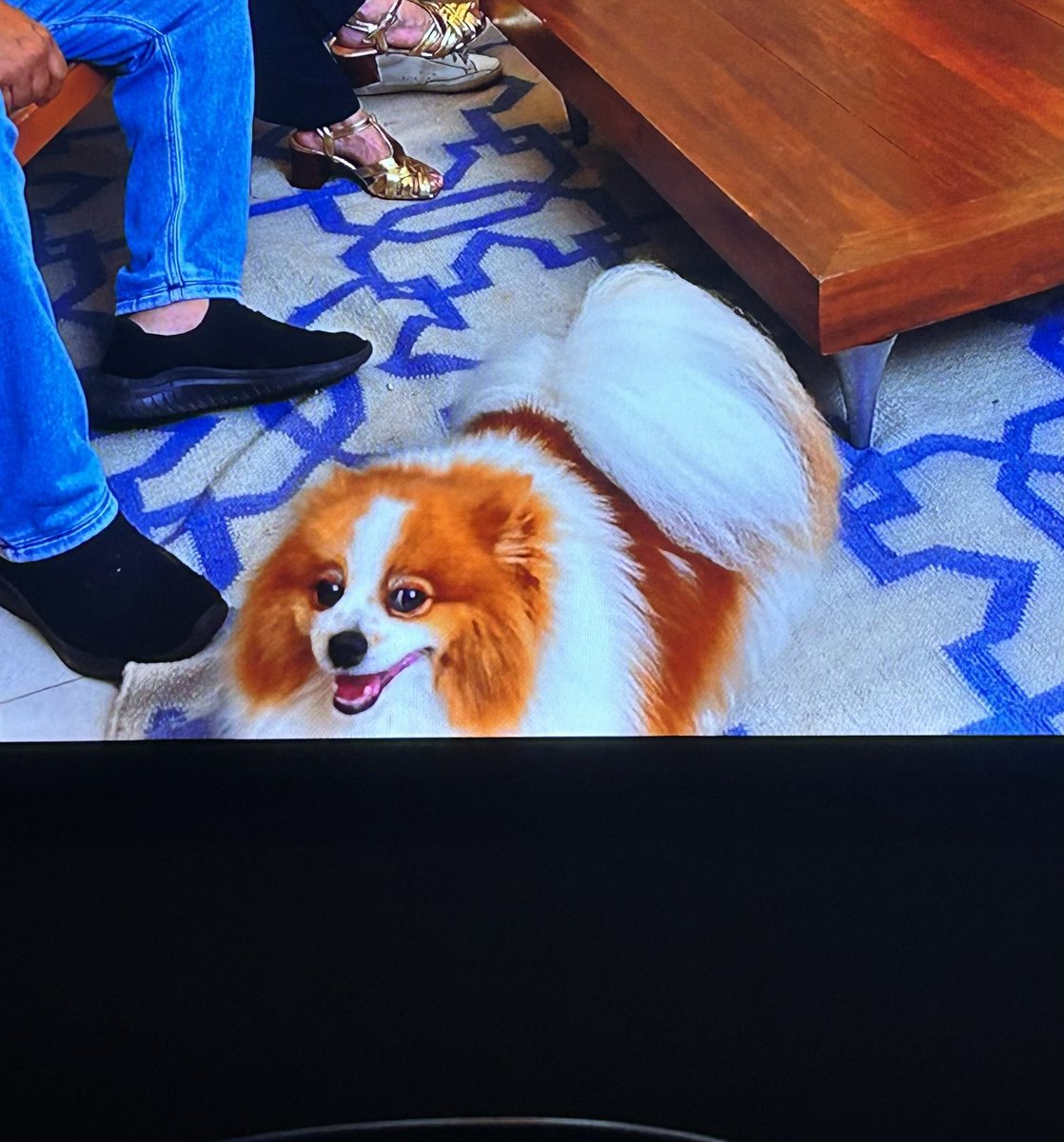 brucalopes_'s tweet photo. Até o cachorro da Marias family é ruivo #MariEasMarias https://t.co/sebS6IkqIw