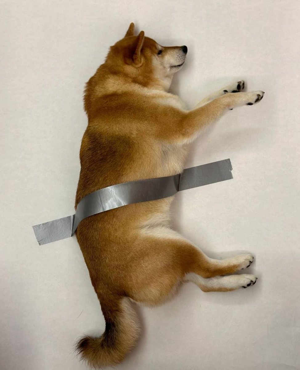 <a href="/trader1sz/">TraderSZ</a> yo sz, do u like this taped dog perhaps
