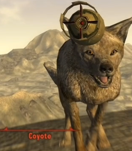 coyote :)