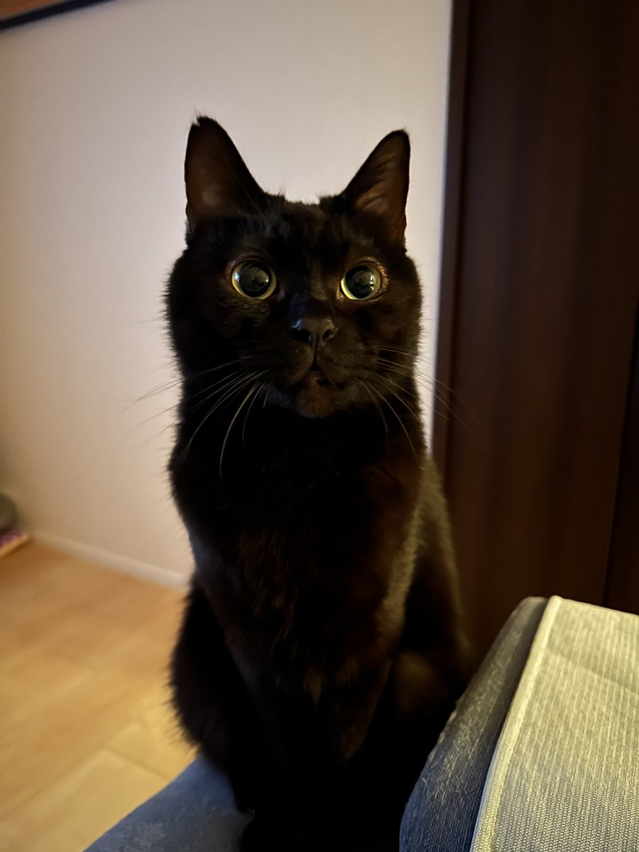 premier_two's tweet image. Happy Thanksgiving from the premier 2 family!!! I’m VERY thankful to have met you all but mostly my cat 🦃