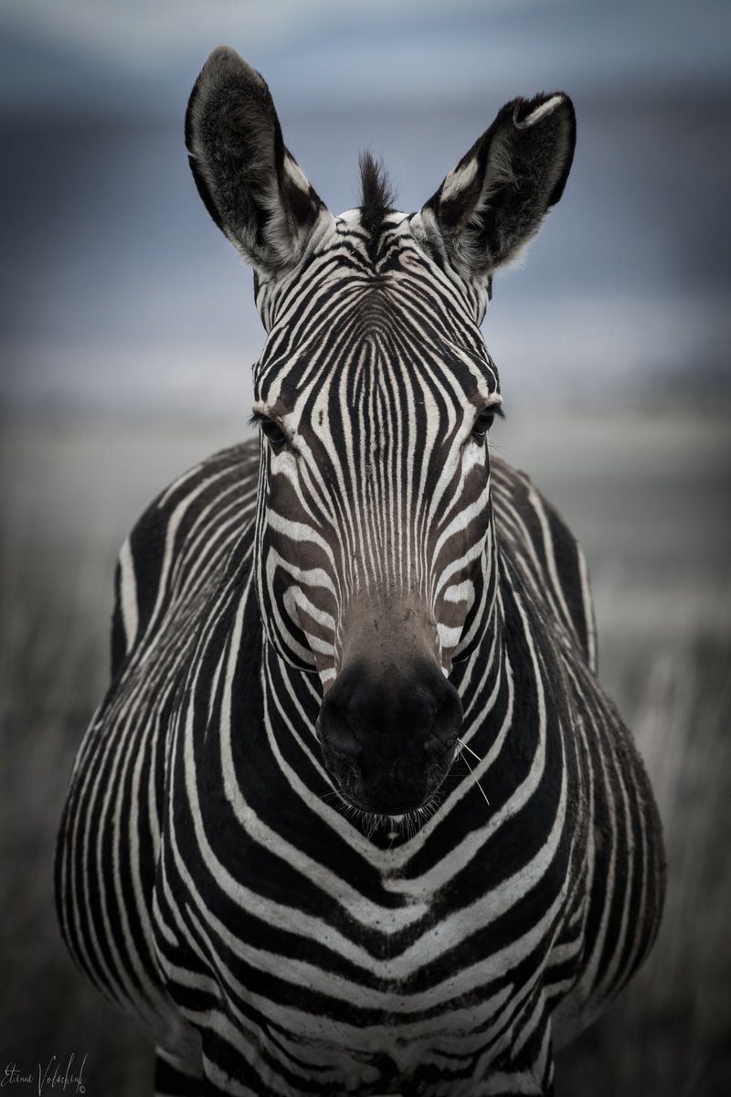 SANParksMZNP's tweet image. #MountainZebraNationalPark 🦓📷Etienne Volschenk #LiveYourWild #WildBackyard @SANParks