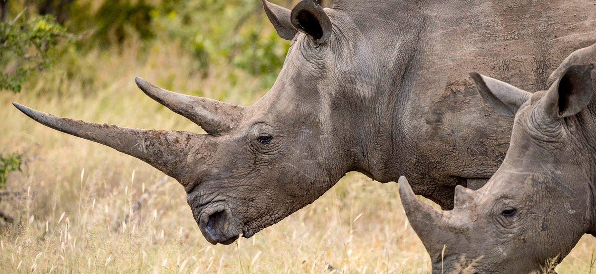 I have observed their mummies before and found that their noses are very different from modern white rhinoceroses. Their nostrils open and close downwards (ventral) instead of forwards. They are very close to the Sumatran rhinoceros at this point.