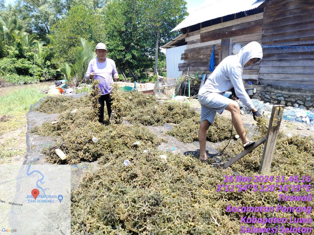 hasrlana80's tweet photo. Selasa(26/11), Hasriana,Luhkan Kab.Luwu, Melaporkan Hasil Panen Rumput Laut E. cottonii di Pokdakan  Katonik Berkah (Ketua), Desa Tirowali kecamatan Ponrang, kurang lebih 1.500 Kg(Basah) harga jual Rp.3000/kg
#GiatLuhkanSatminkalMaros
#luhlapor
@BRPBAP3_Maros
@bppsdm_kp https://t.co/7CEAURy2Yu