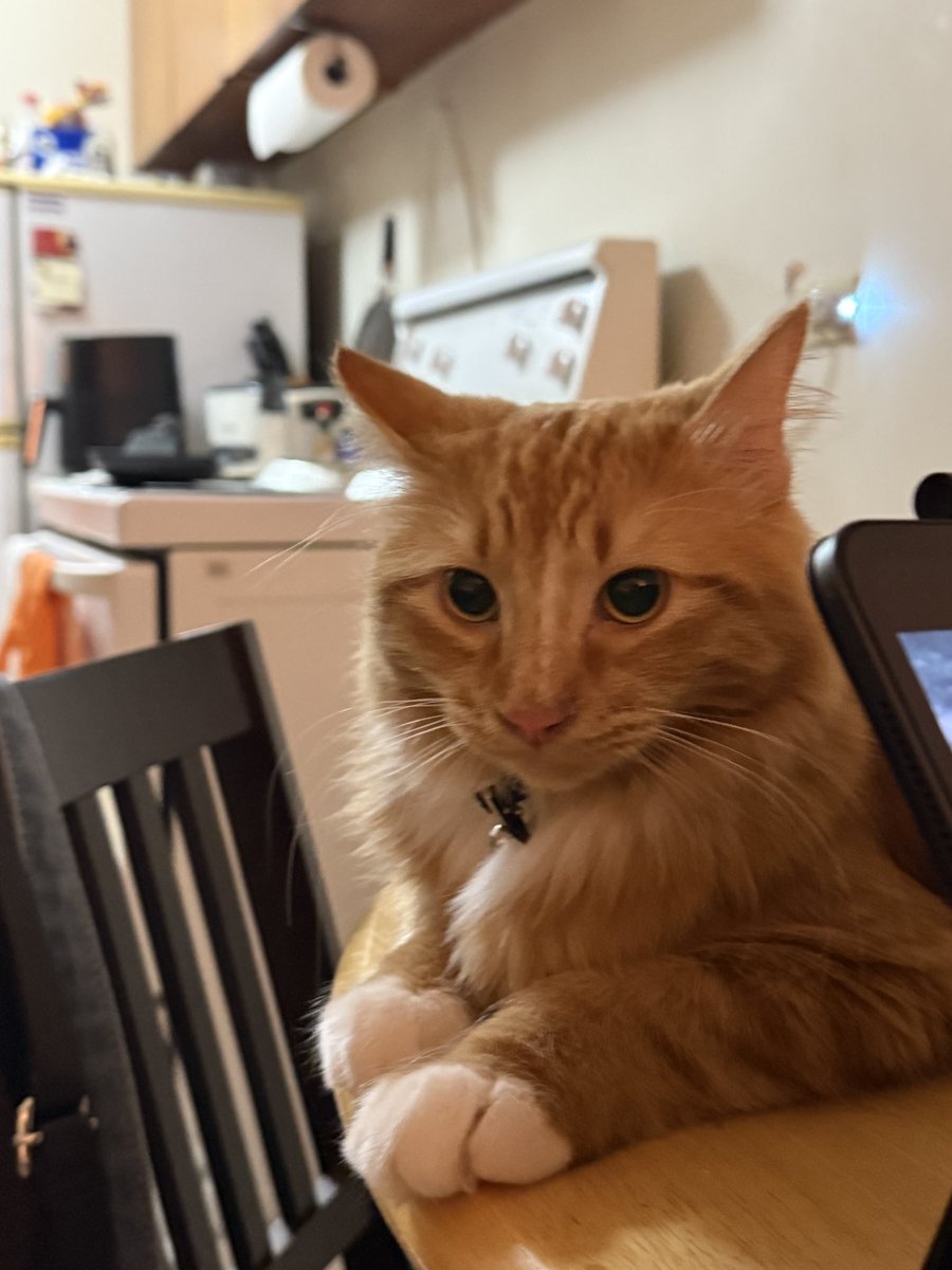 daeikachu's tweet photo. IM CRYING I MISSED MY CAT I HAVENT SEEN HIM FOR 3 WEEKS https://t.co/PMTuBA1sV0