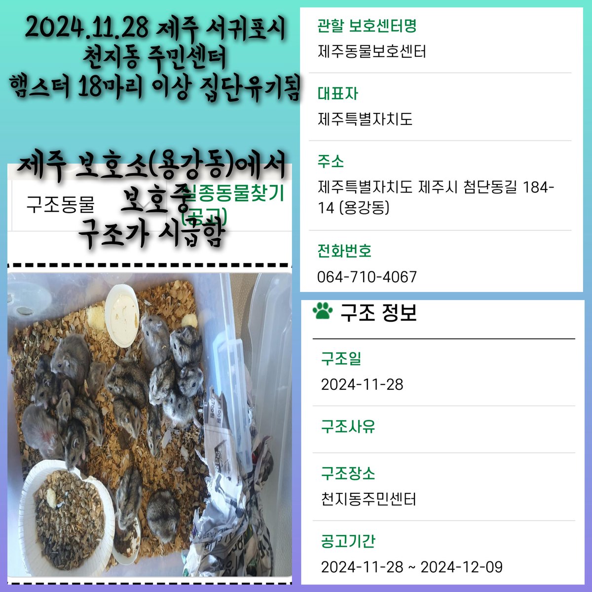 제주-서귀포-2024-00003/ 11월 28일 천지동 주민센터에 햄스터 18마리 이상 집단유기됨/ 중가리안 회색 여러 회 교배한 베이비즈로 추정됨/ 긴급 구조가 시급함/

제주보호소(용강동)에서 보호중/ 첨단과학단지, 영주고 근처, 택시만 가능/

접근성이 어려운 보호소입니다 어디든 퍼가주세요