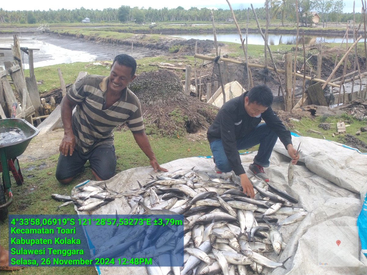 ashar_junianto's tweet photo. Selasa (26/11/2024), Ashar Junianto, S.Pi, Luhkan Kab. Kolaka, di Pokdakan Harapan Baru desa Toari Kec. Toari, panen Ikan Bandeng, Tambak Tradisional, Sbnyk 350 kg, Luas 1 ha, size 2-3/kg harga Rp. 25.000/kg.

#GiatLuhkanSatminkalMaros #Kolaka #Panen @BRPBAP3_Maros https://t.co/TOzic74Qhb