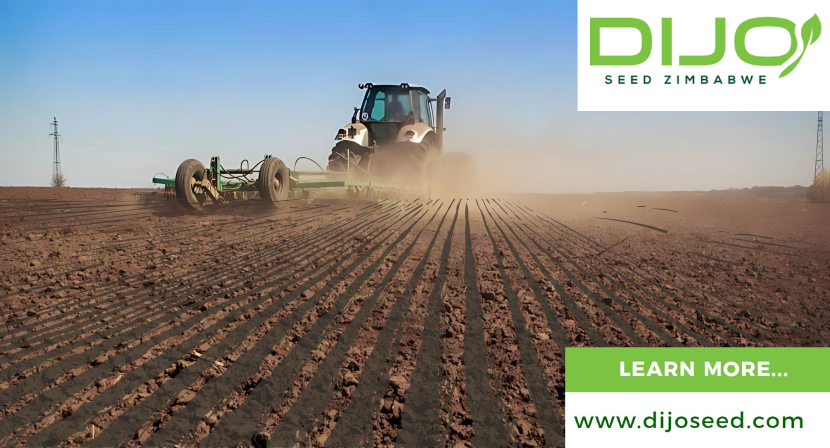Discover secrets to successful potato farming! Choose flat/gently sloping land for great yields. Get expert tips: [zurl.co/CZ1U] &amp; visit [dijoseed.com] for more resources. Boost your harvest with Dijo Seed today!