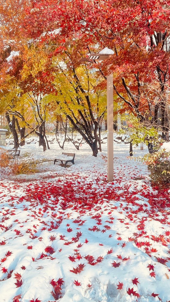 sheoshoe tweet media