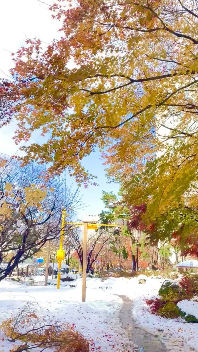 sheoshoe tweet media