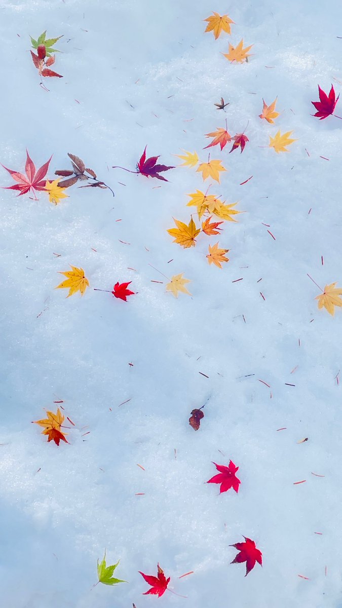 sheoshoe tweet media