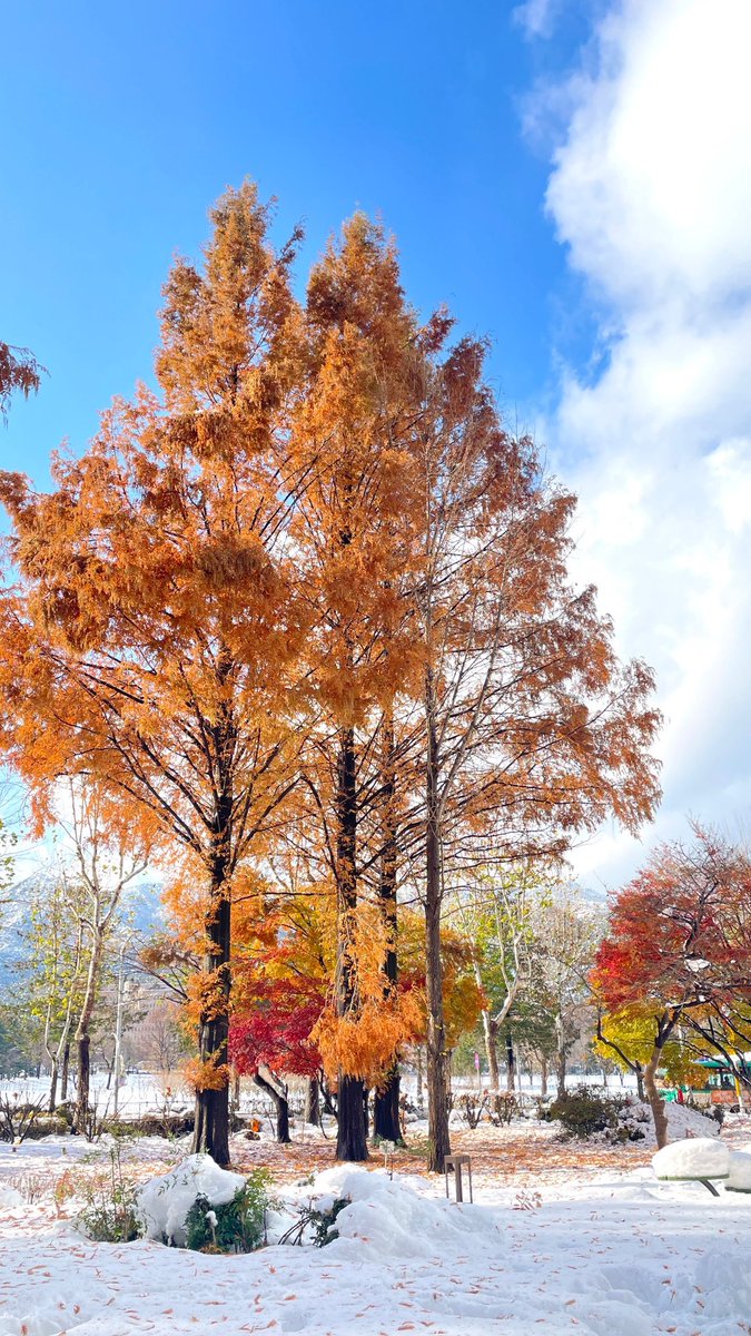 sheoshoe tweet media