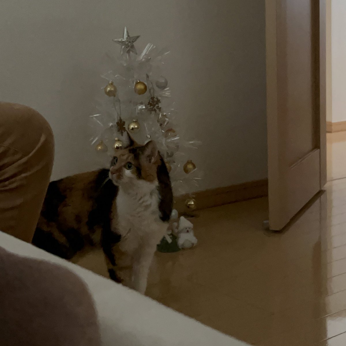 hoooootate_'s tweet image. 