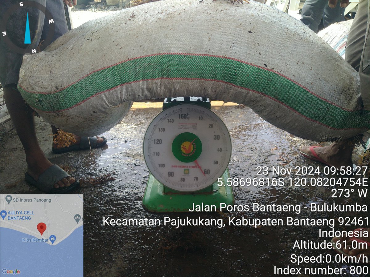 AnggunAngg25809's tweet photo. Tgl 23 November 2024 mendampingi kelompok budidaya pokdakan Maju bersama dalam penyaluran bantuan pemerintah berupa bibit rumput laut di Desa Pajukukang Kec Pajukukang Kab Bantaeng Sulawesi Selatan 
#luhlapor 
#Satminkalmaros https://t.co/xCXRhGfk9O