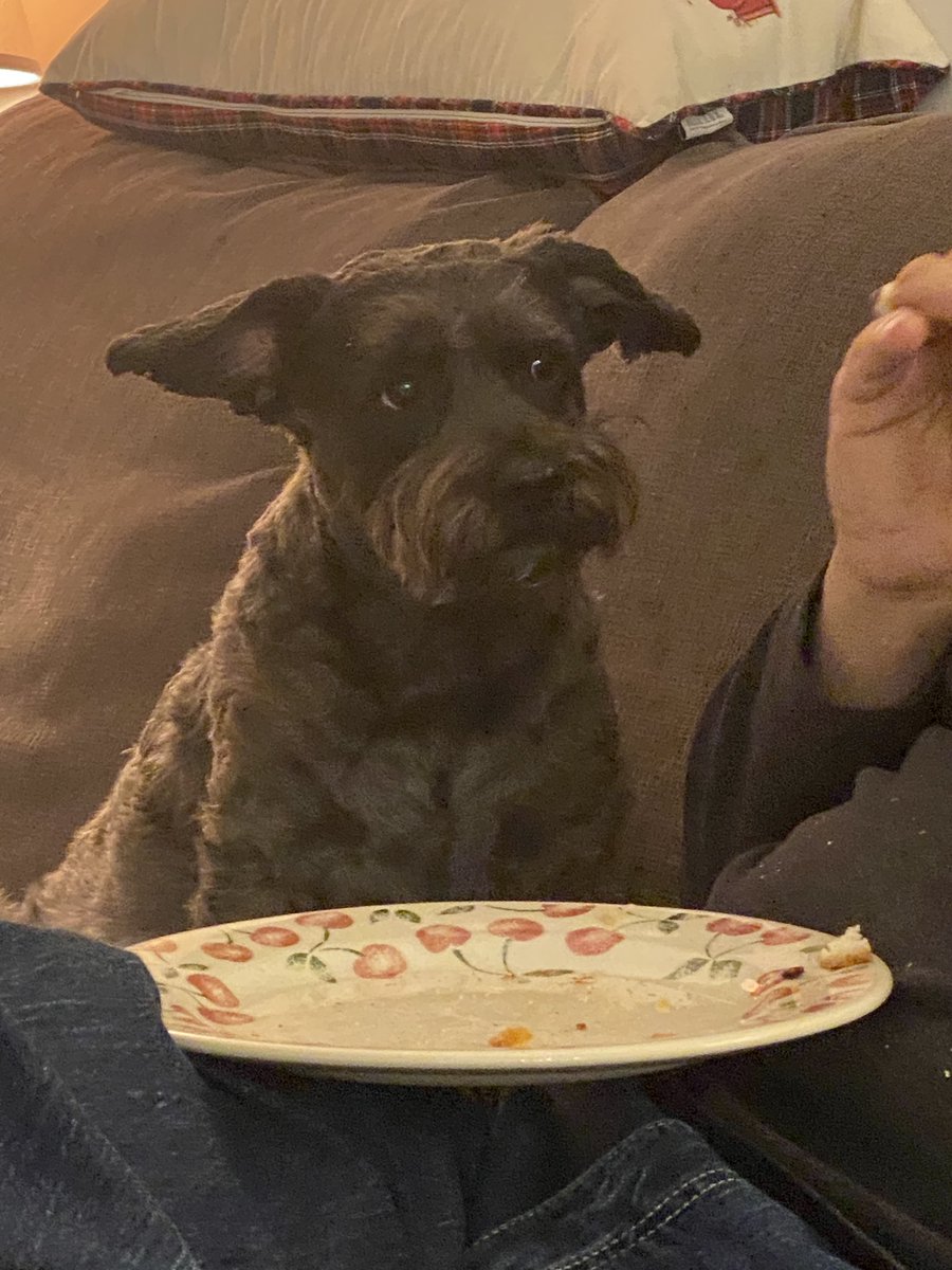 Jdavis_Halton's tweet image. Dude, where’s MY chicken sandwich? #dogs #schnoodle ❤️🐾