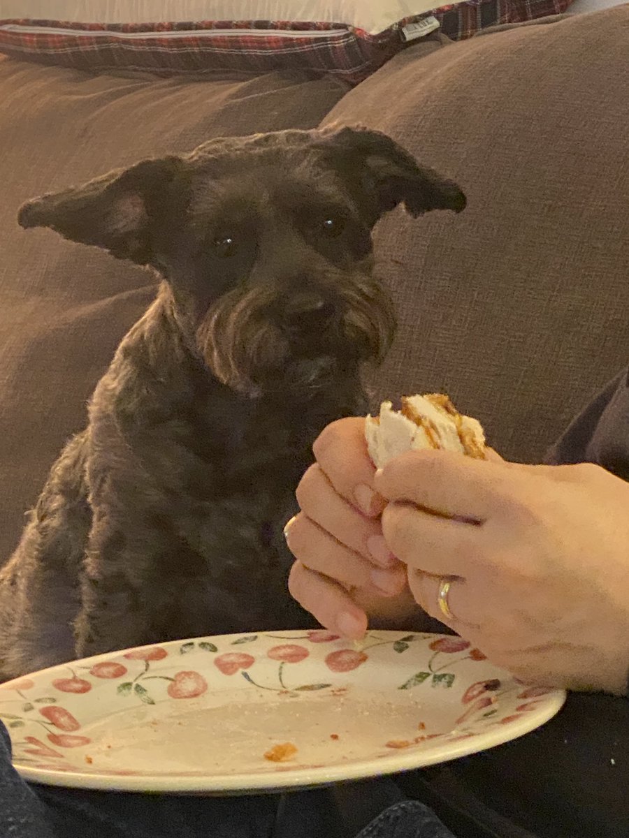 Jdavis_Halton's tweet image. Dude, where’s MY chicken sandwich? #dogs #schnoodle ❤️🐾