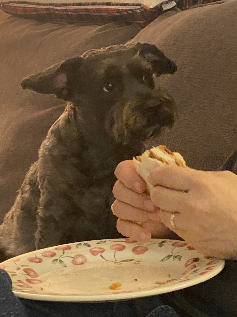 Jdavis_Halton's tweet image. Dude, where’s MY chicken sandwich? #dogs #schnoodle ❤️🐾