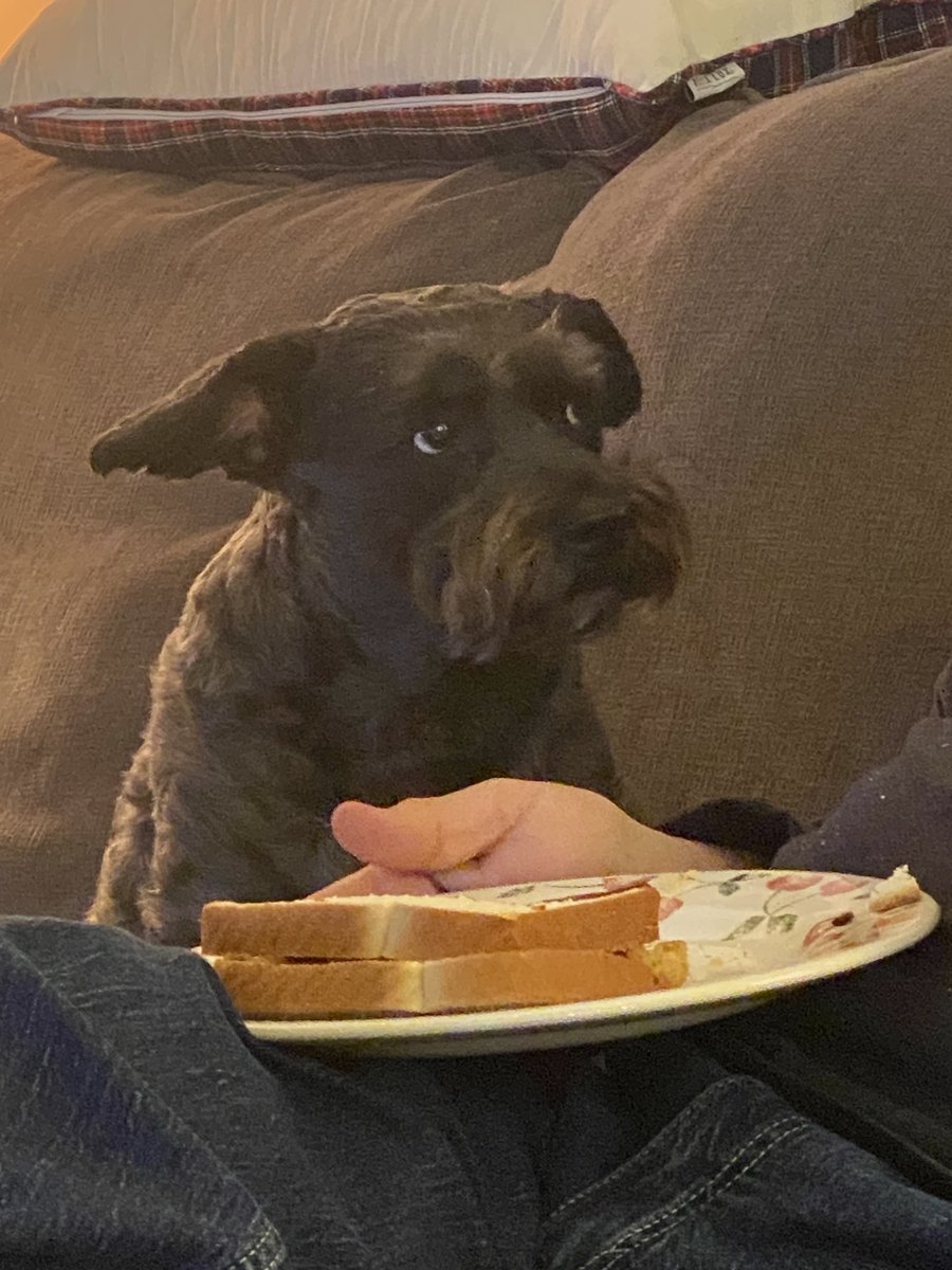 Jdavis_Halton's tweet image. Dude, where’s MY chicken sandwich? #dogs #schnoodle ❤️🐾