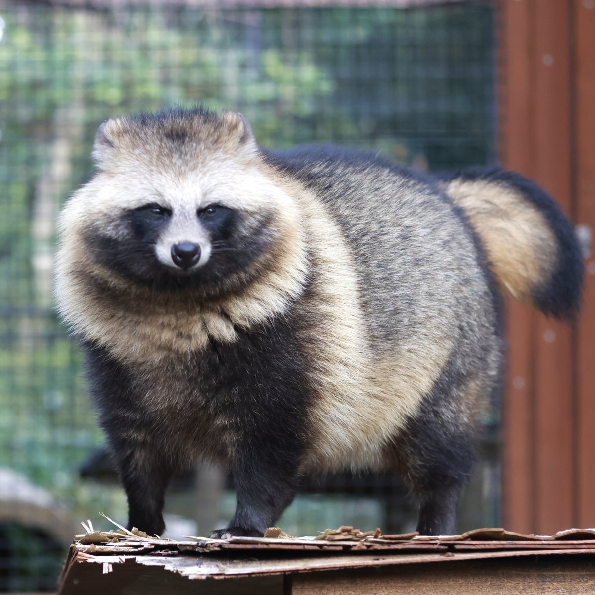のんほいプチフォトコン公認ナイスフォト📷「ザ・タヌキ」のんほい