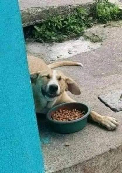 mayumiguillen's tweet photo. El animalito tiene como tú un corazón que siente. 
El animalito conoce como tú la alegría y el dolor. 
El animalito tiene como tú sus aspiraciones. 
El animalito tiene como tú derecho a la vida”

.
 Peter Rosegger, escritor austriaco.
Te amo mucho 🐺🐶🩵✨🐾 https://t.co/RRw9EObPON