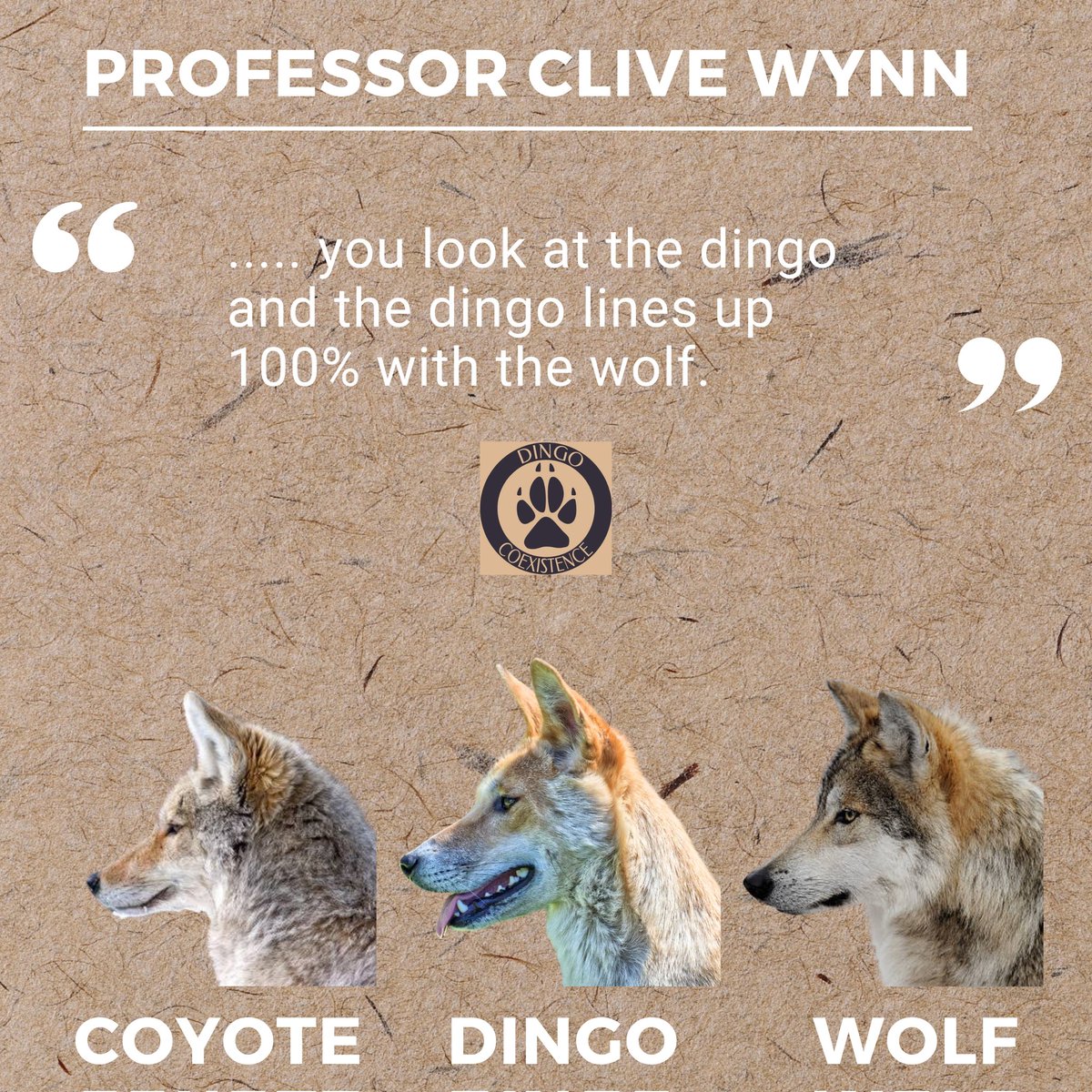 Dingo Coexistence tweet media