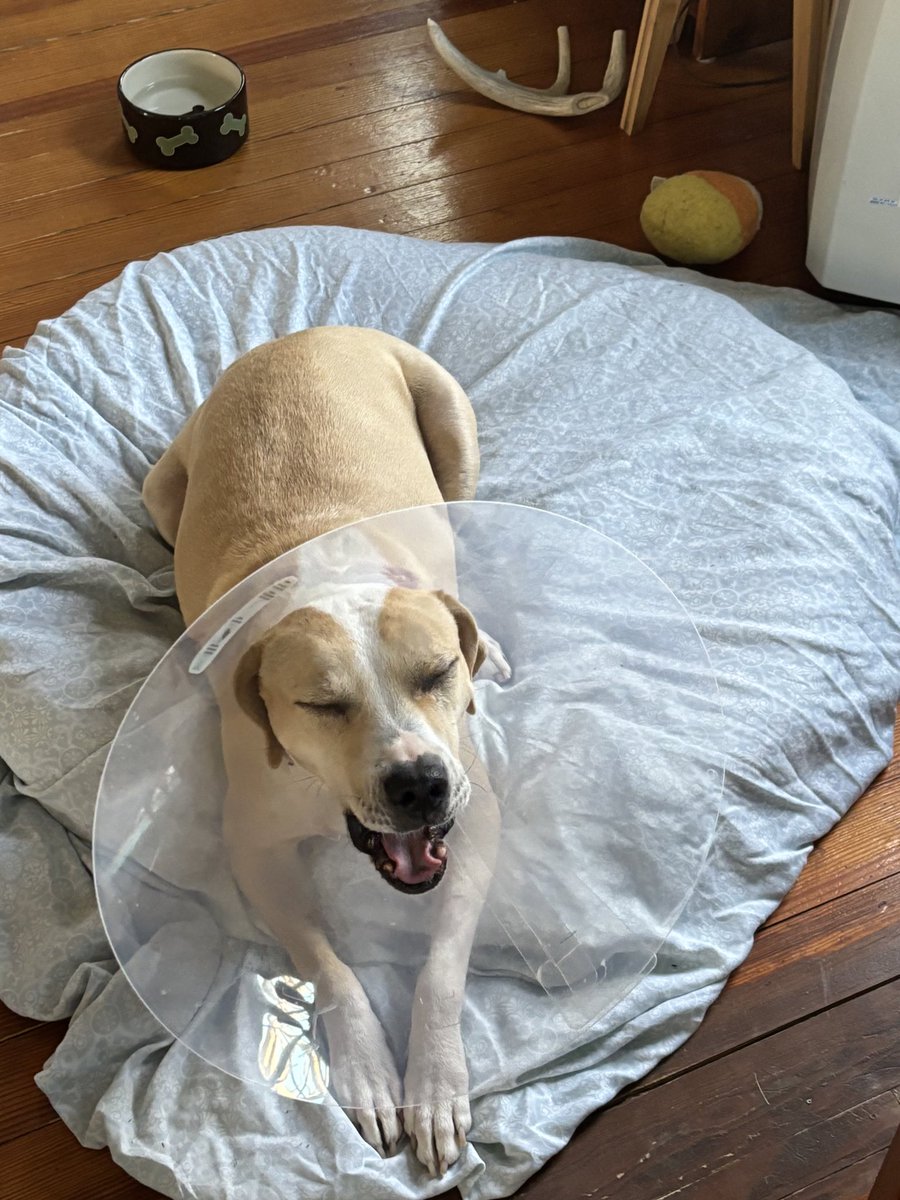 Anne Margaret Daniel tweet media