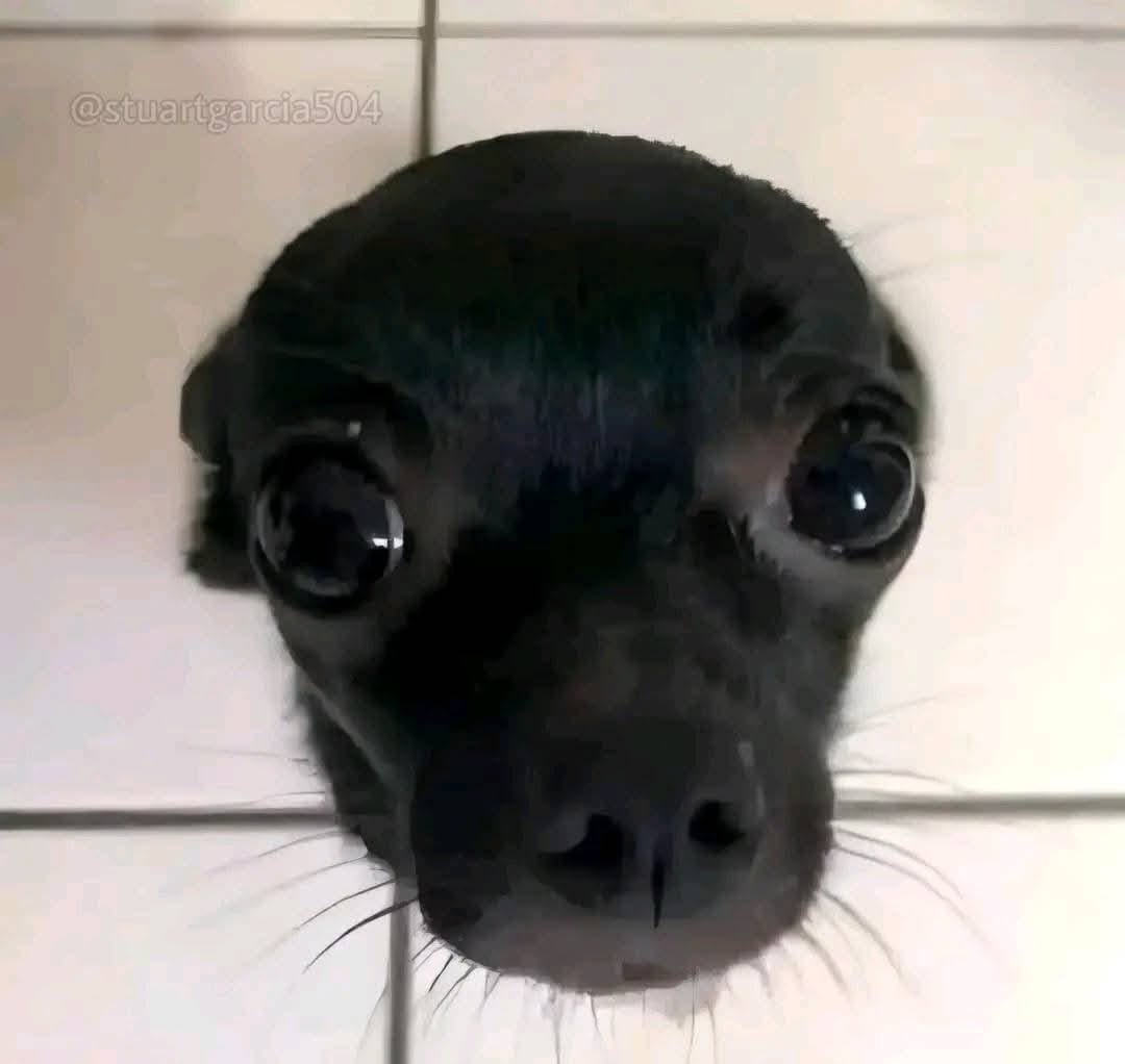 *Me siento a comer*

Mi perrito: